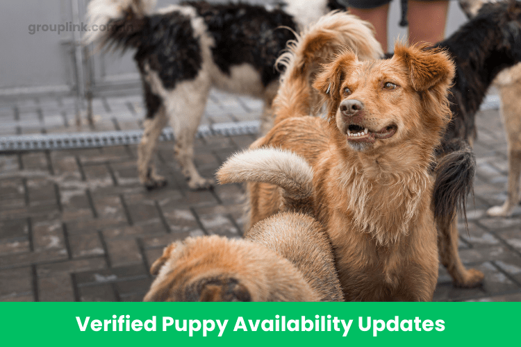 Bangalore Dog Breeders WhatsApp Group Links Bangalore Dog Breeders WhatsApp Group Links