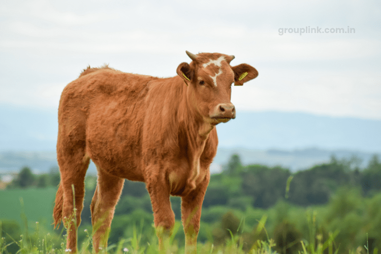 Cow WhatsApp Group Links
