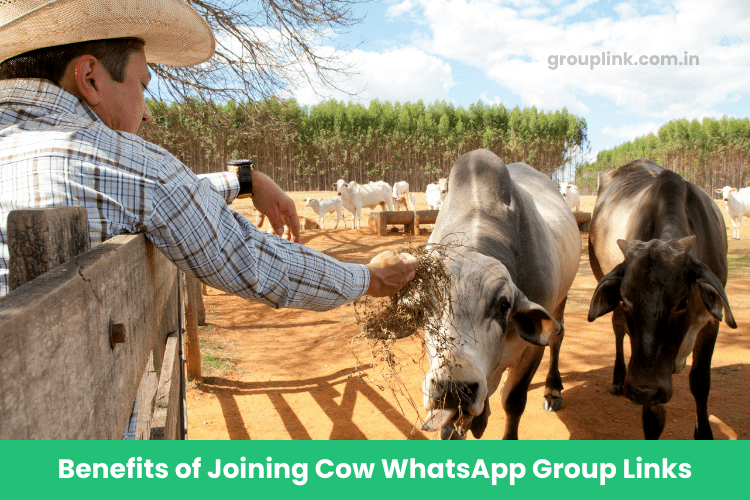 Cow WhatsApp Group Links