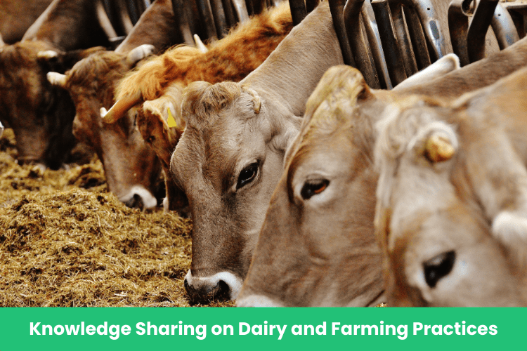 Cow WhatsApp Group Links