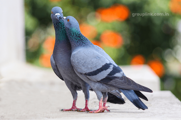 Kerala Pigeon WhatsApp Group Links