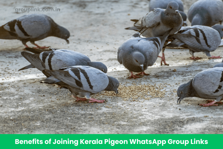Kerala Pigeon WhatsApp Group Links