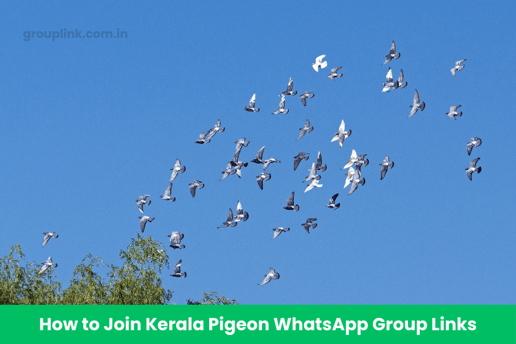 Kerala Pigeon WhatsApp Group Links